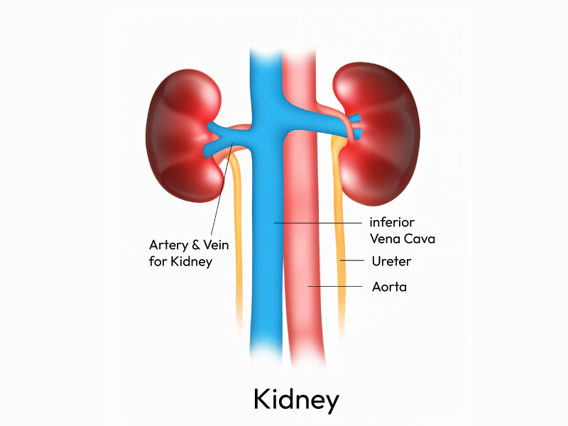 Showcasing the Kidney Cancer