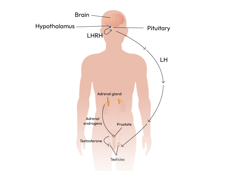 Showcasing human anatomy with Prostate Hormone Loop